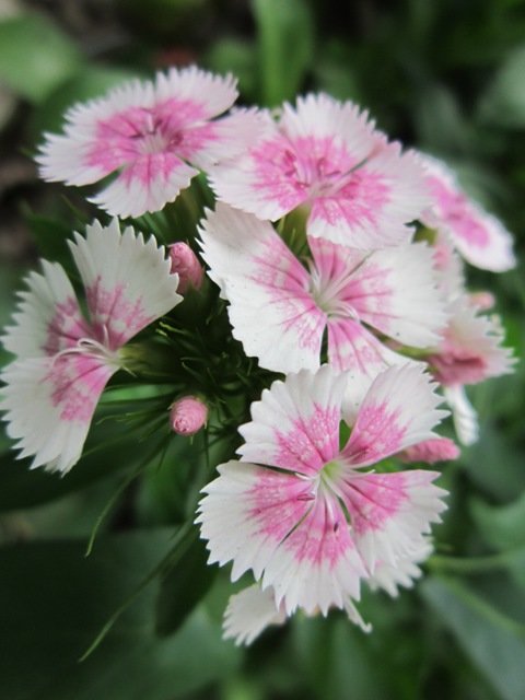 Бело-розовые цветы - Дмитрий Никитин