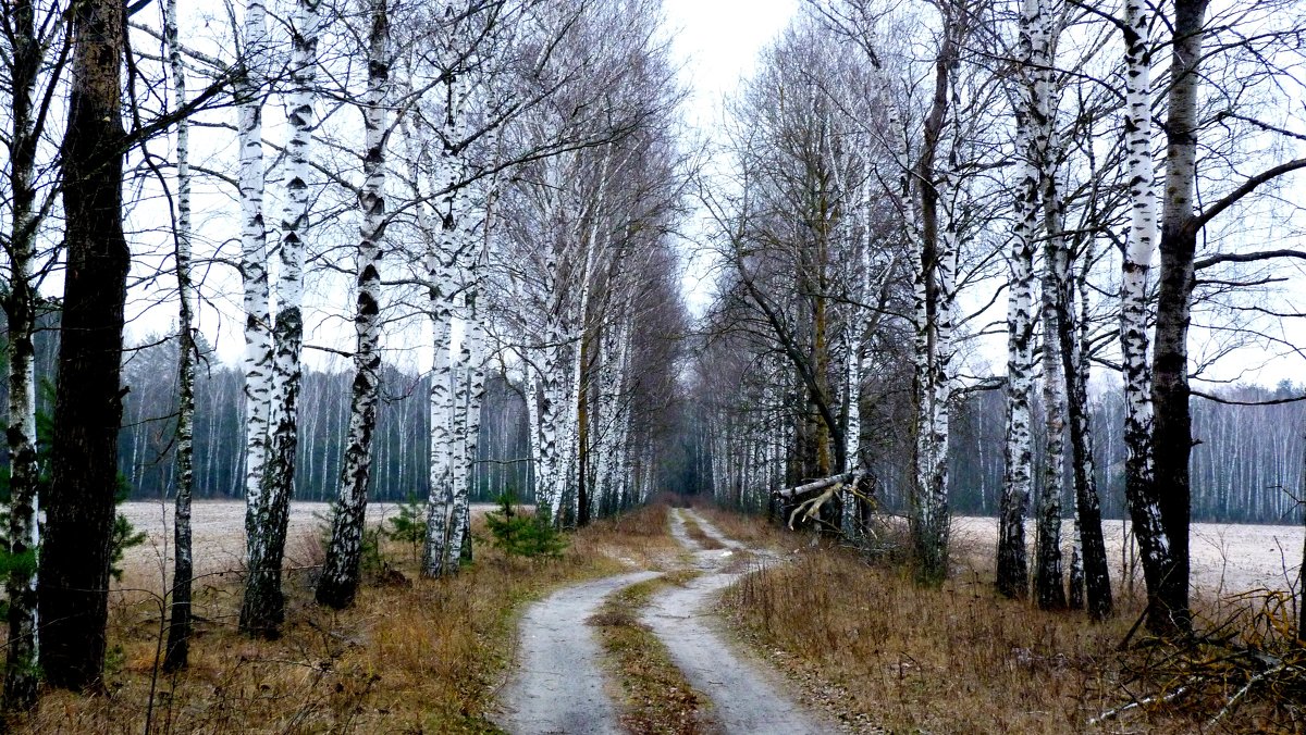 дорога в голый лес - Александр Прокудин