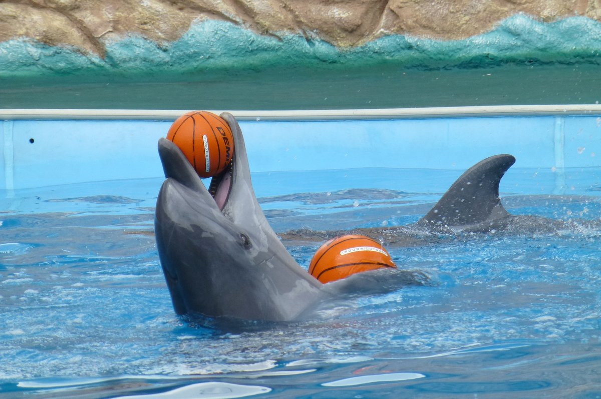 Дельфинарий в Адлере - Наиля 