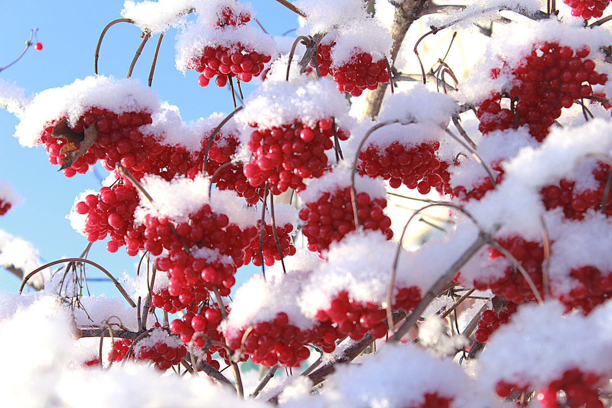 фото красного снега