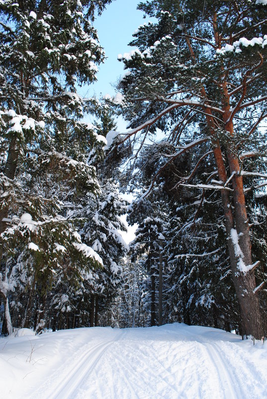 *** - Виктор ЖИГУЛИН.