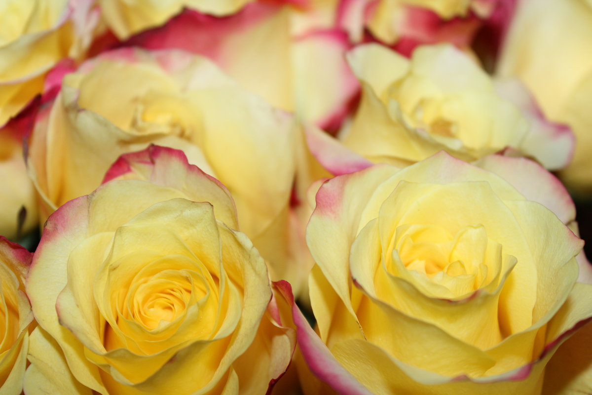 Любимые желтые розы. - Елена Тимонова