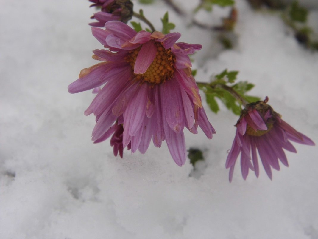 цветок на снегу - Марина 