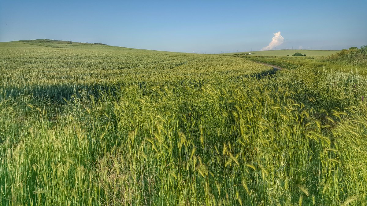 Гляну в поле, гляну в небо... - Игорь Карпенко