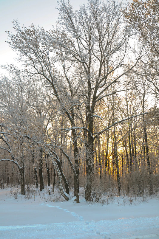 Зимний лес - Сергей Тагиров