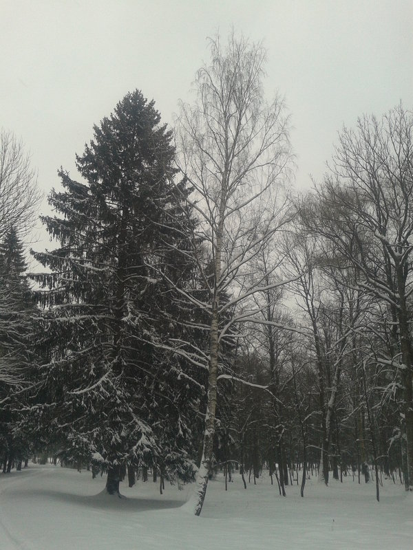 Деревья зимой - Сапсан 