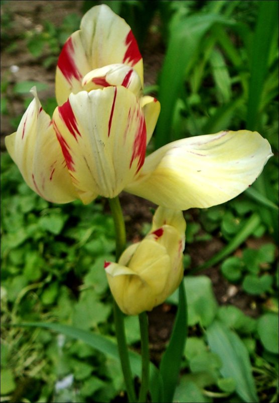 Нежность тюльпана - Нина Корешкова