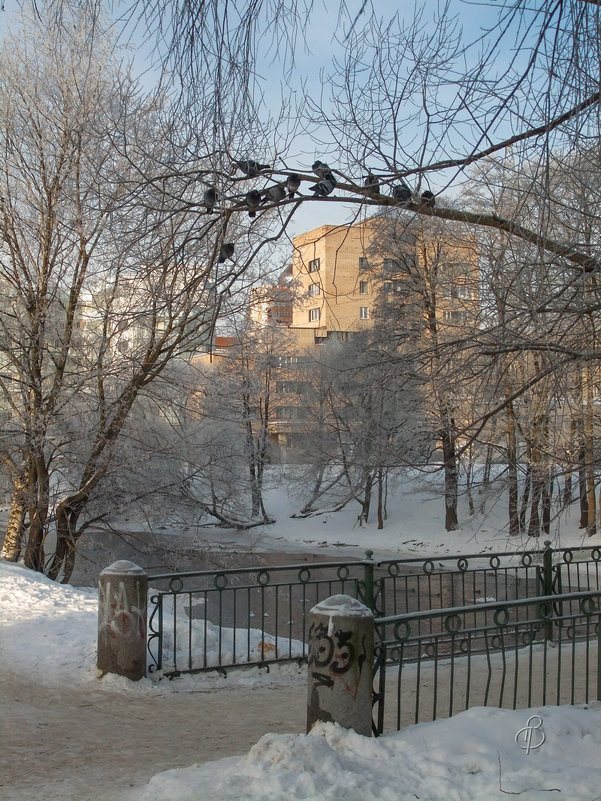 Зимний пригород 10 - Виталий 