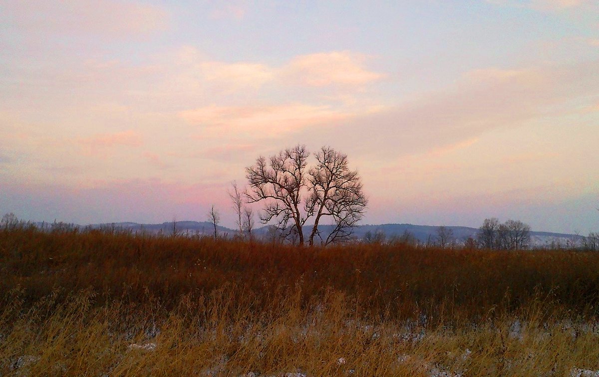 Деревце после заката - Милла Корн 