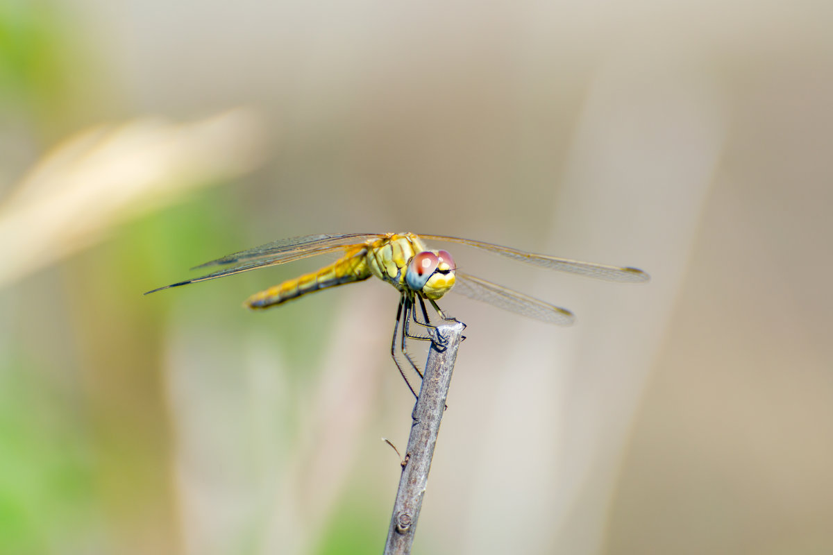 Yellow dragonfly - Владимир Лазарев