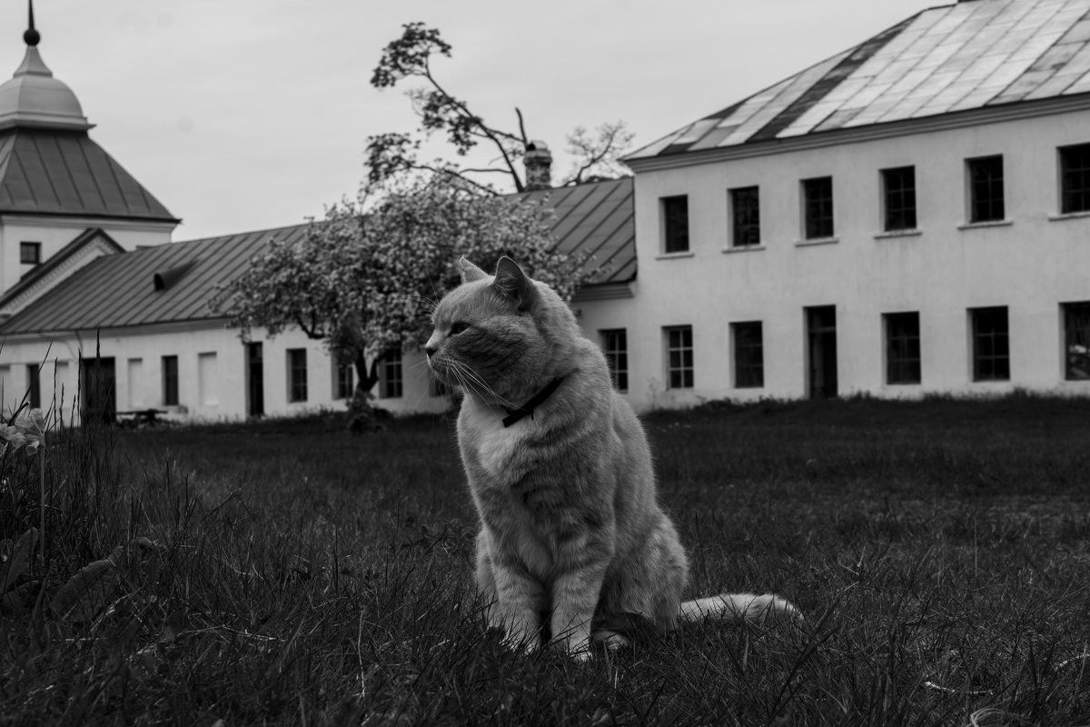 Кот с острова Коневец - Алексей Горский