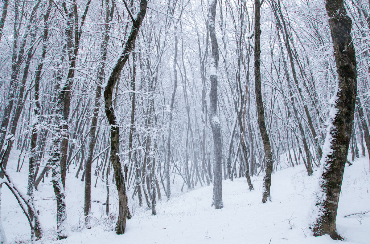 Непогода в лесу - Нина Сигаева