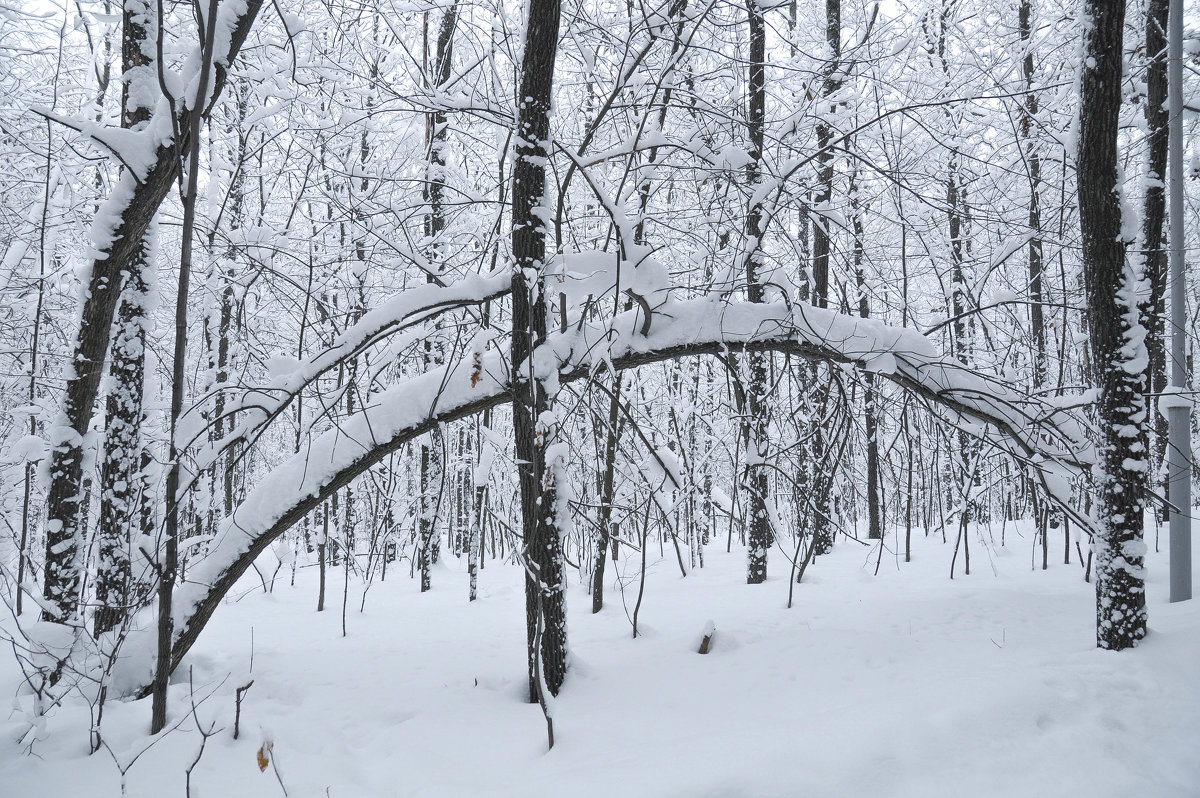 Прогулка по зимнему лесу - Сергей Тагиров