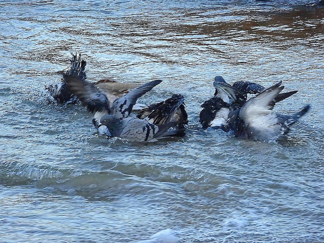 Голуби на море - купаются - Маргарита Батырева