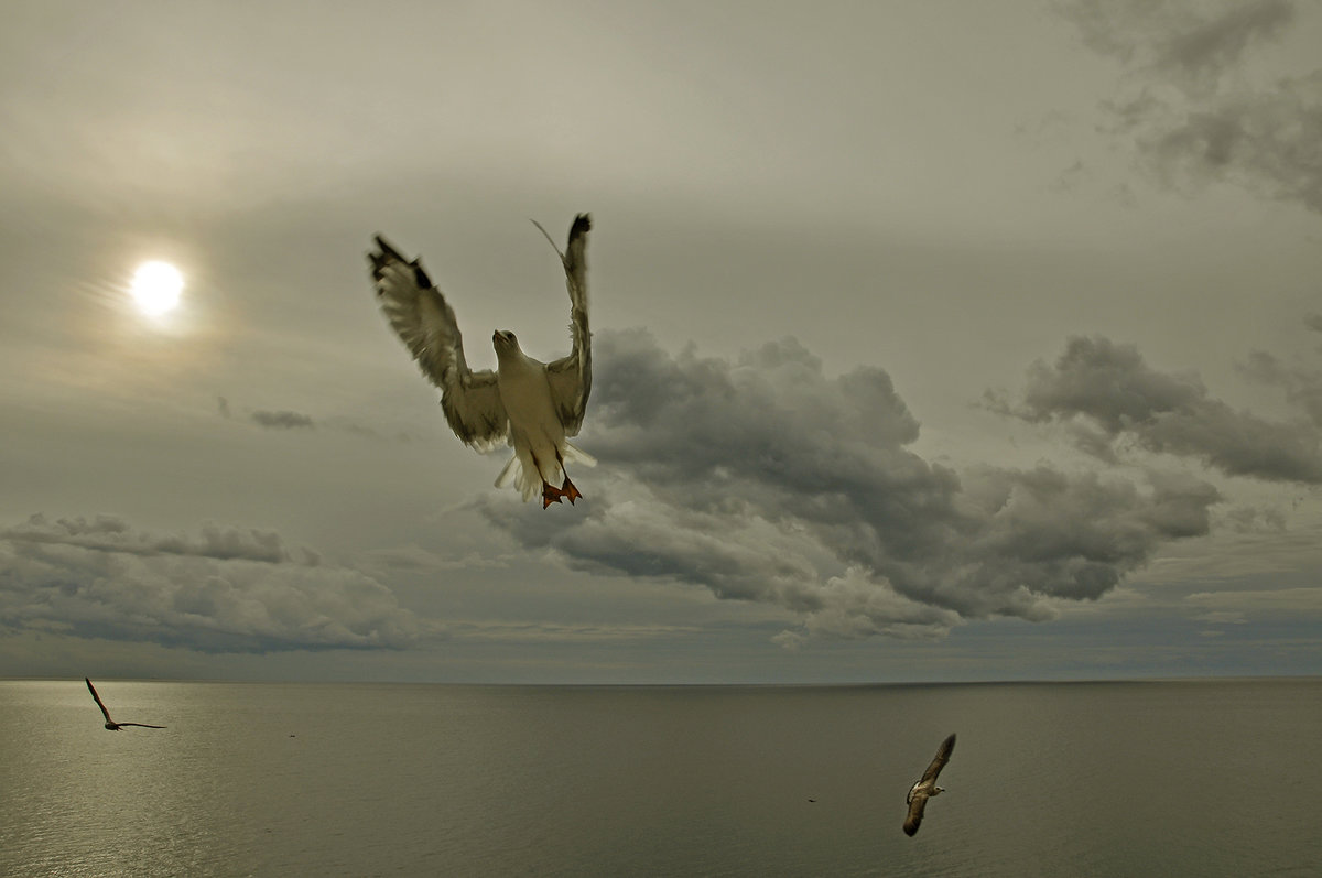 Молитва (из серии "Никогда не учите птиц летать...") - Александр Бойко