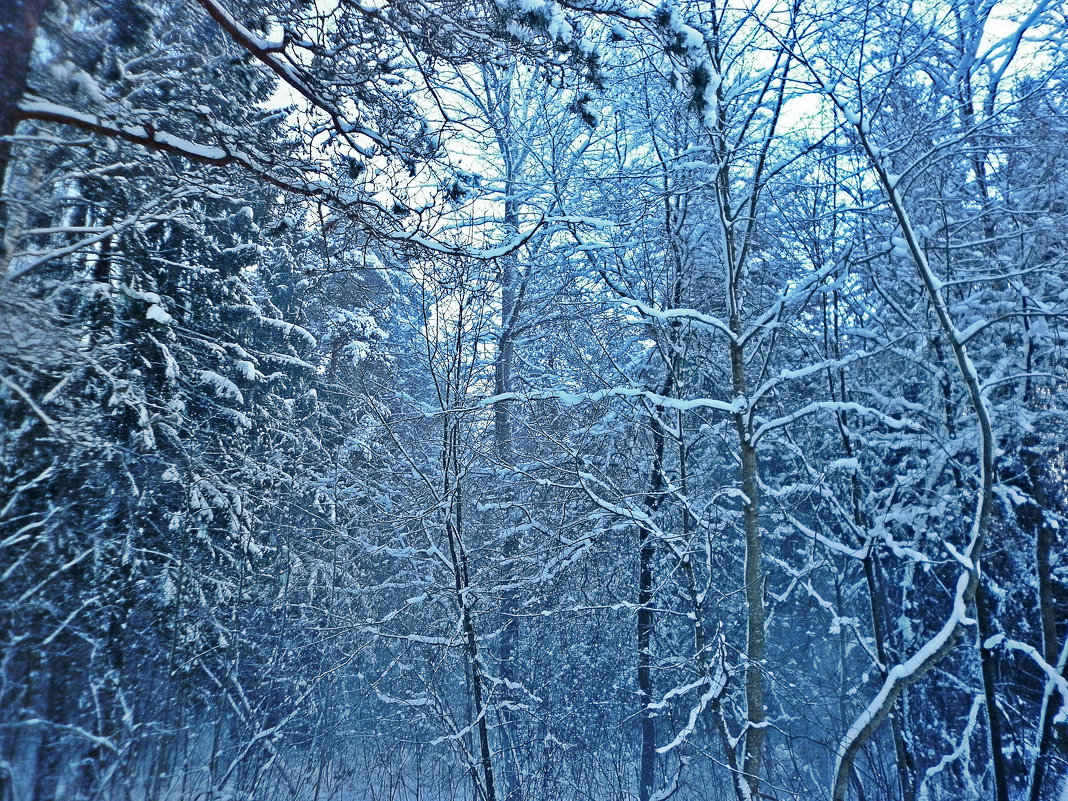 Зима - Натали Пам