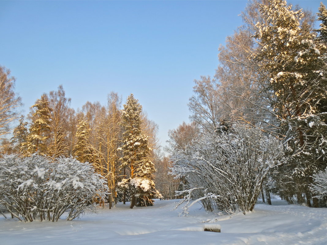 зимний лес - Елена 