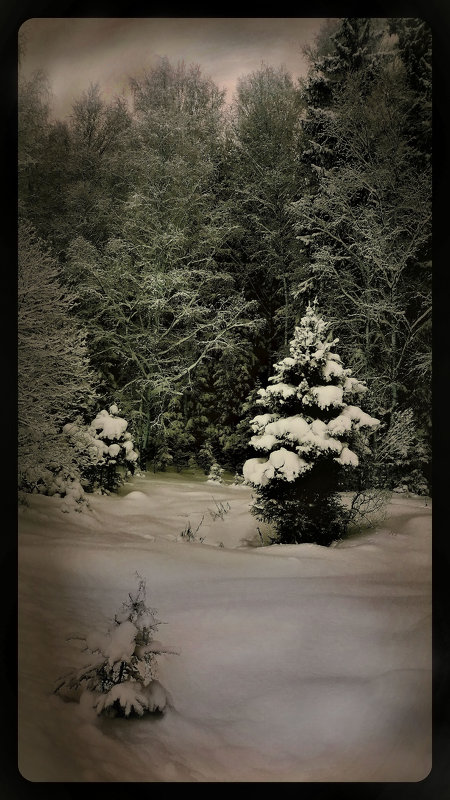 "В зимнем лесу." - victor buzykin
