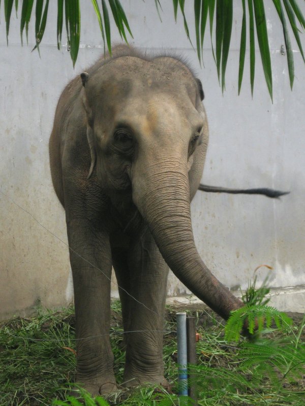 Национальный зоопарк Бангкока. Полугодовалый слонёнок. - Лариса (Phinikia) Двойникова
