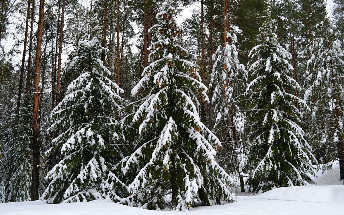 Новогодние красавицы-ели - Милешкин Владимир Алексеевич 