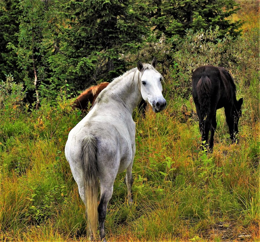 Белая лошадь в лесу - Сергей Чиняев 