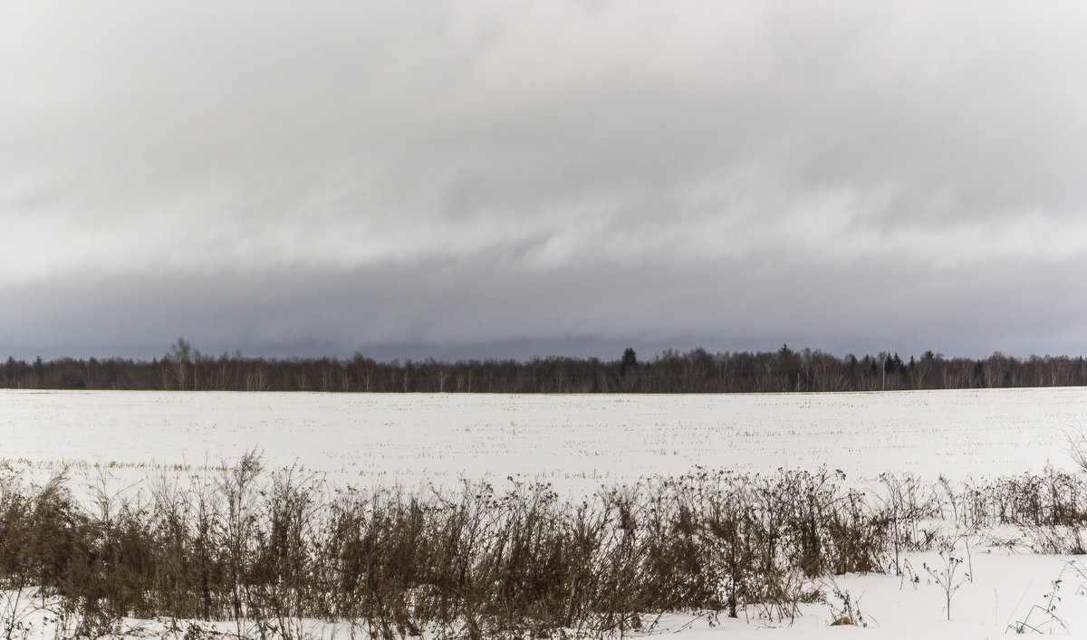 кукурузное поле зимой - Алексей Горский