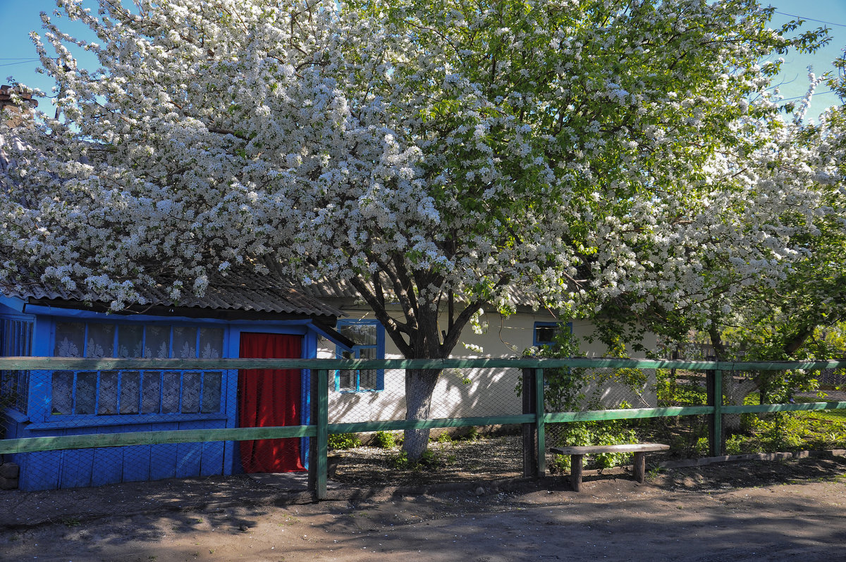 яблоня в цвету - Сергей Резниченко