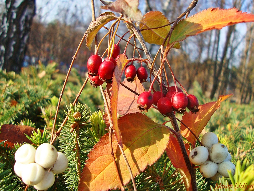 Осенний натюрморт на природе - Лидия (naum.lidiya)