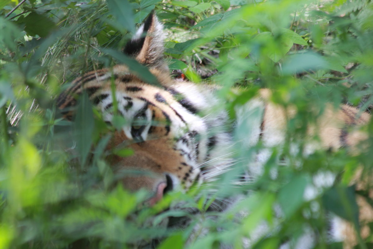 Уссурийский тигр - Андрей Щинов