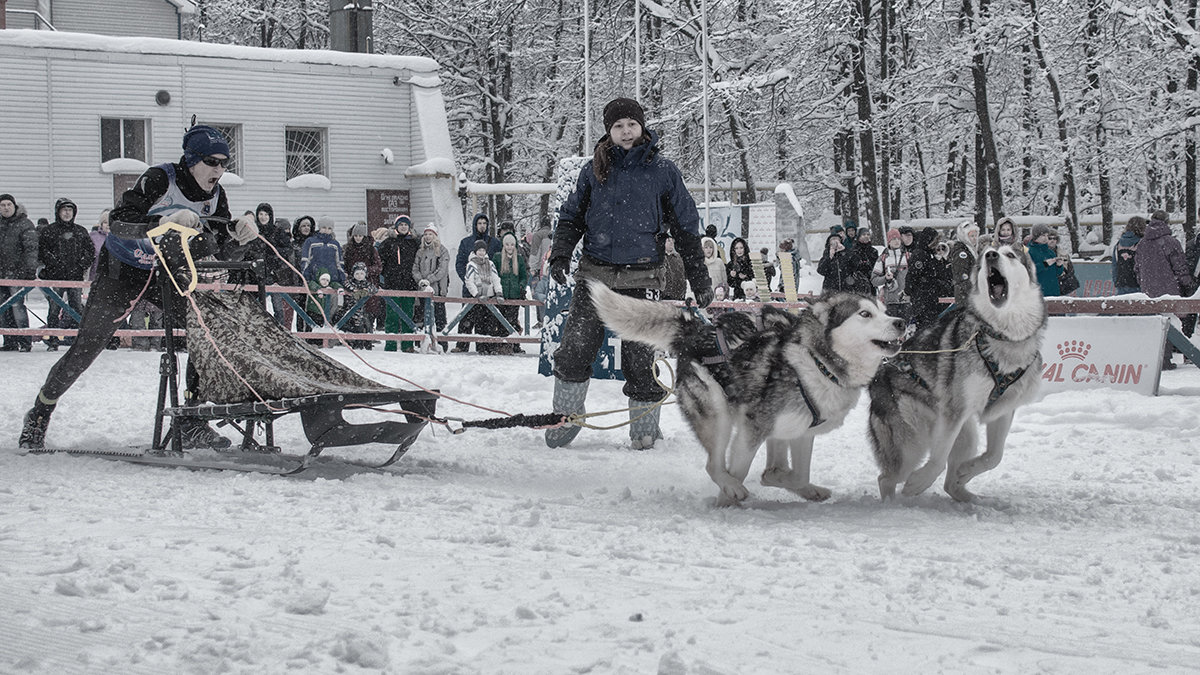 Рождественская гонка на собачьих упряжках - Елена Логачева