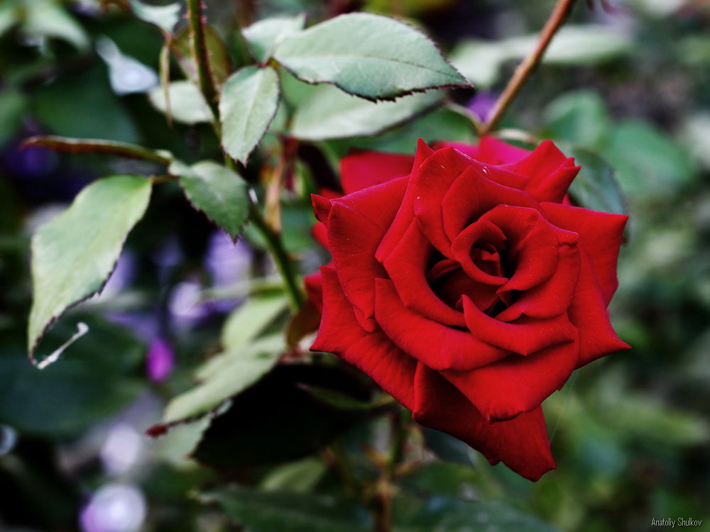 Имя Розы. Роза красная цвела гордо и неторопливо - Анатолий Шулков