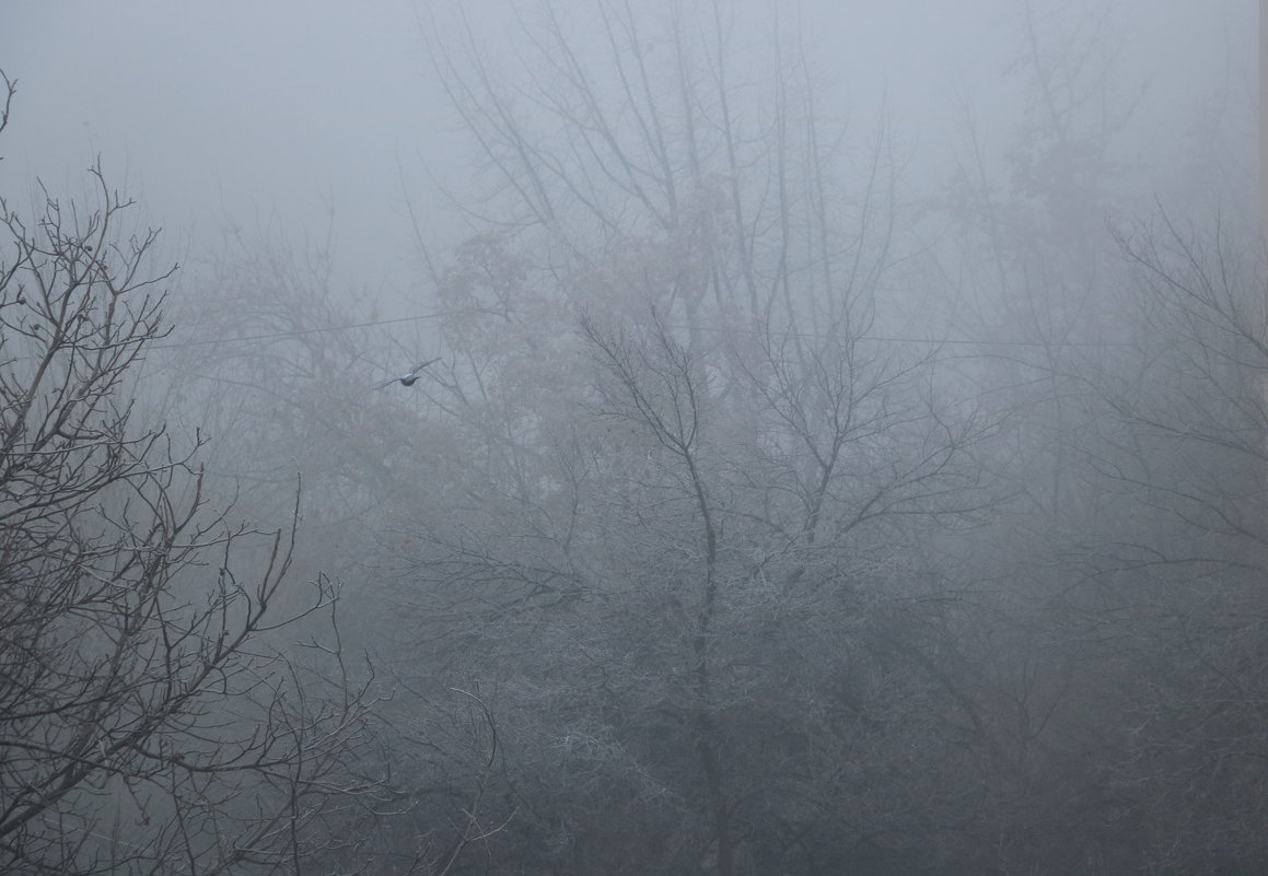 Утро туманное - Светлана 
