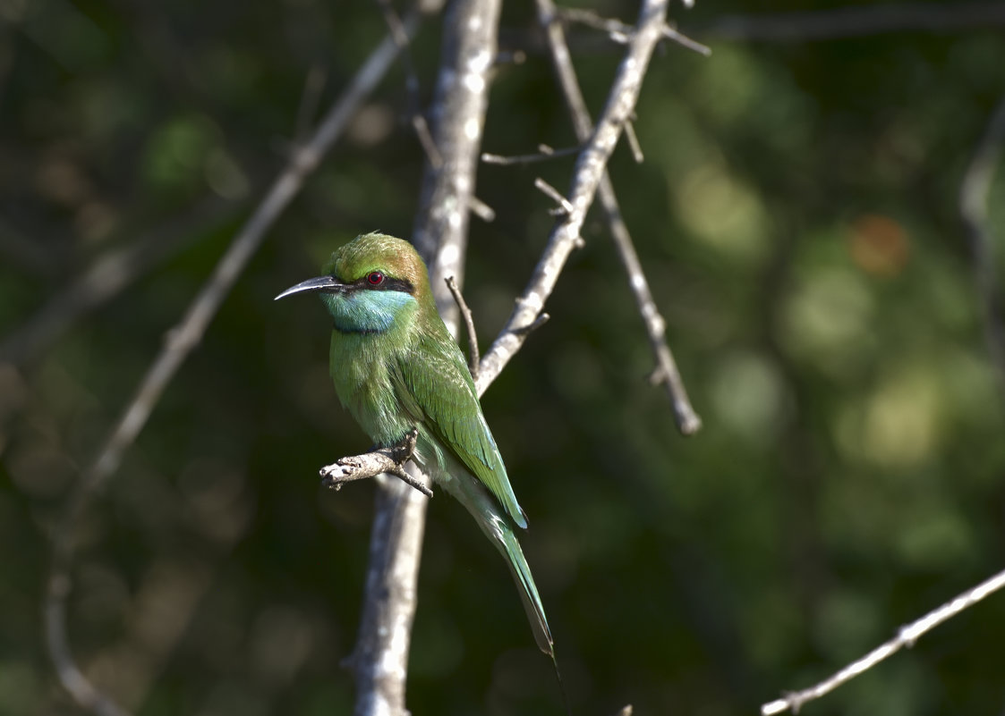 Щурка. Малая Зеленая. Национальный парк Яла. Шри Ланка. Little Green Bee-eater. - Юрий Воронов