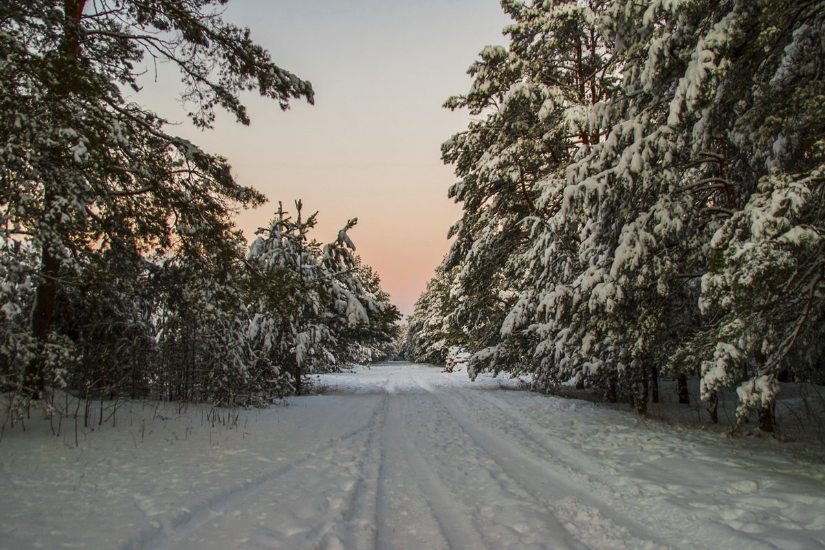 Зимнее утро в лесу - Елена Пономарева