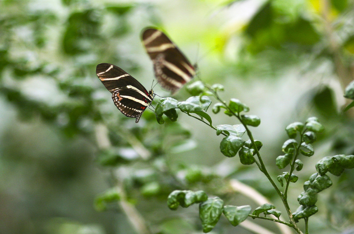 Zebra Longwing (Heliconius charitonius) - Мария Самохина