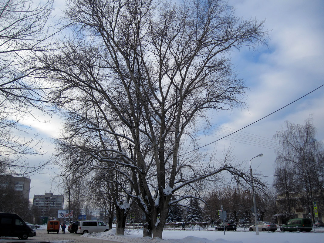 старые тополя у дороги... - Галина Флора