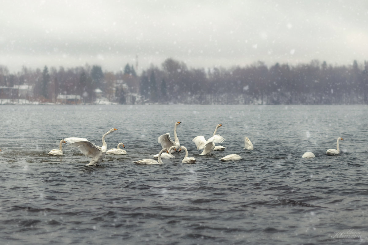 Лебединое озеро. - Elena Klimova