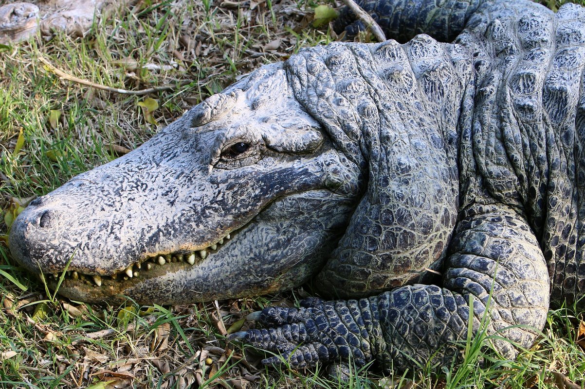 крокодил греется на солнце - vasya-starik Старик