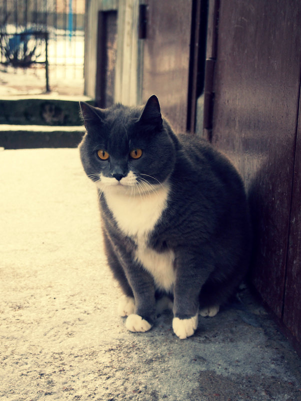 Серый кот. - Sergey ///