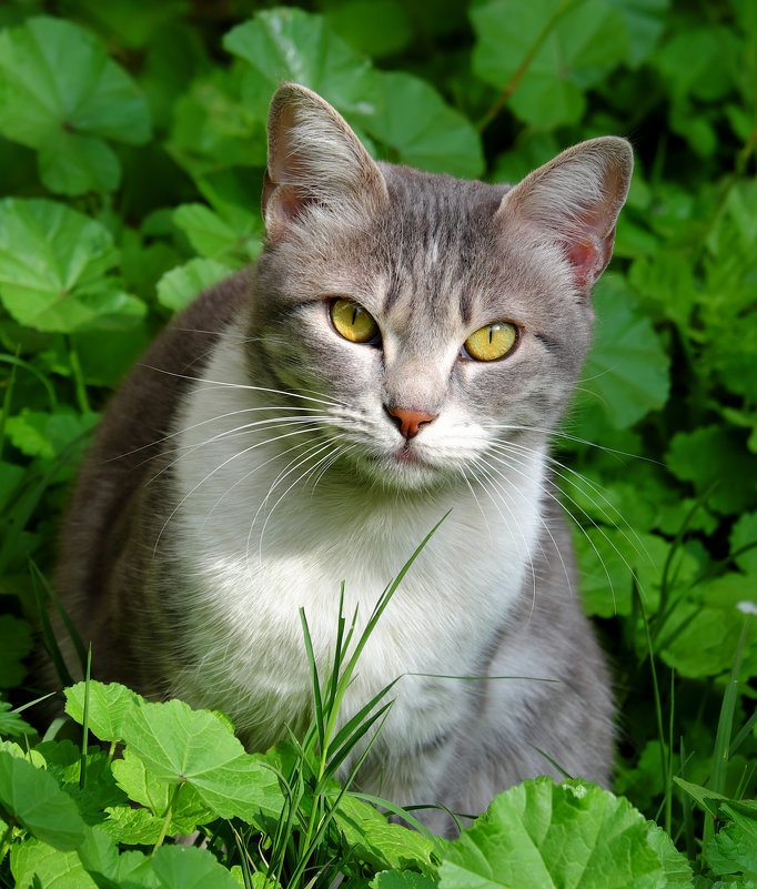 Кошка в траве - Александр Деревяшкин