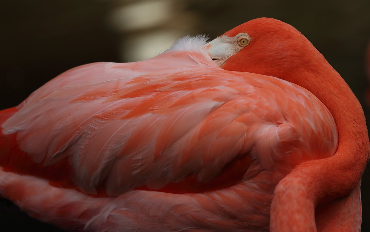 Flamingo - Naum 