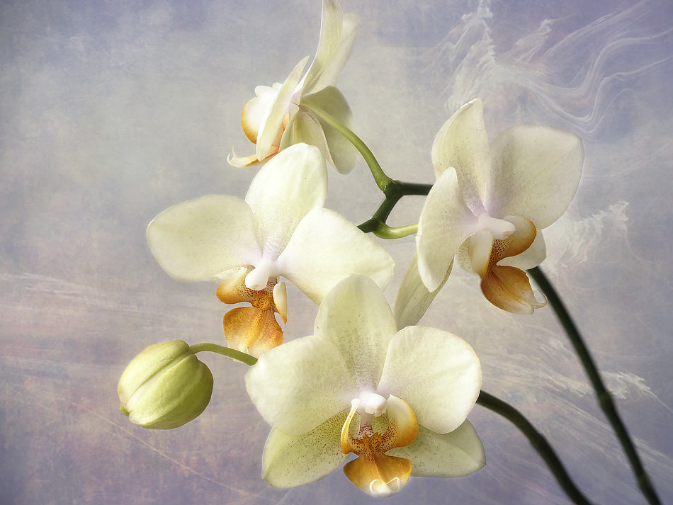 Желтая орхидея - Ирина Приходько