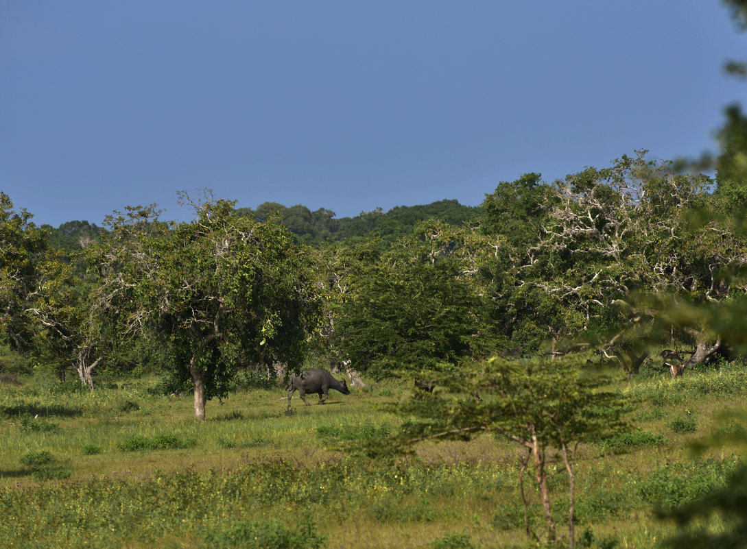 Саванна. Парк Яла. Цейлон.Savannah. Yala Park. Ceylon. - Юрий Воронов