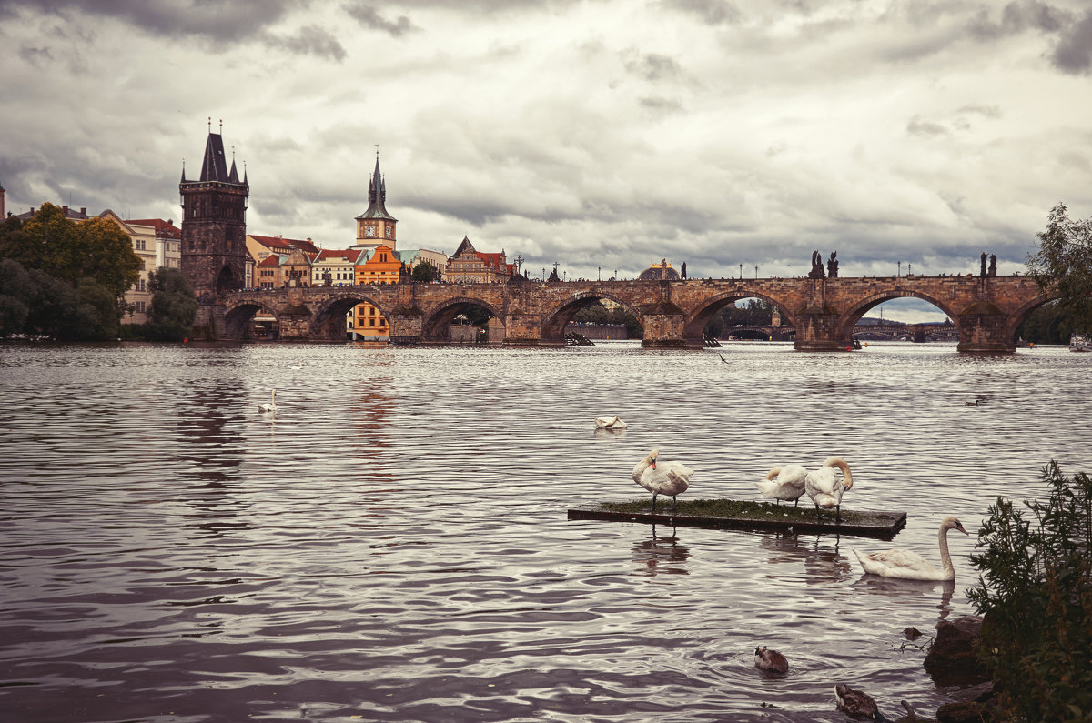 Лебеди на Влтаве на фоне Карлового моста - Сергей Кокотчиков