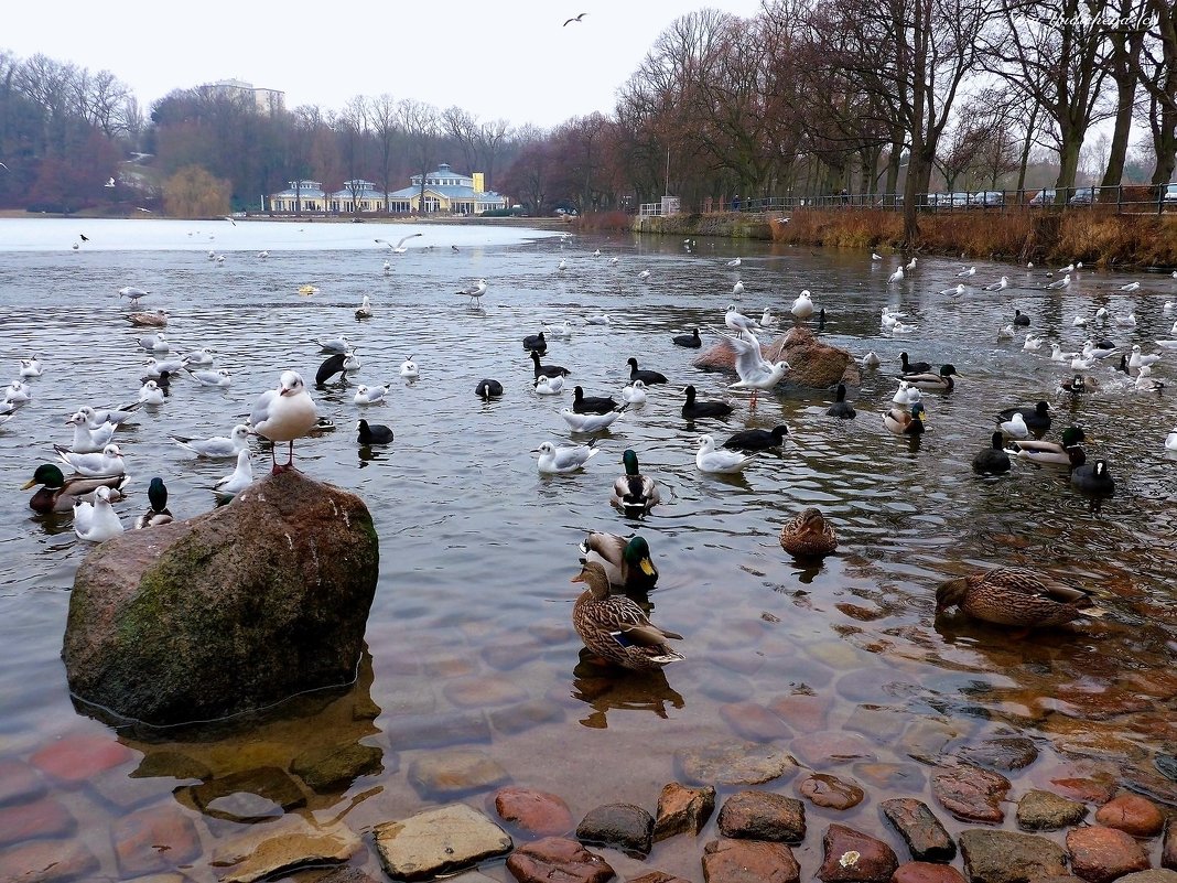 Hamburg.  Aussenmühlenteich - Nina Yudicheva