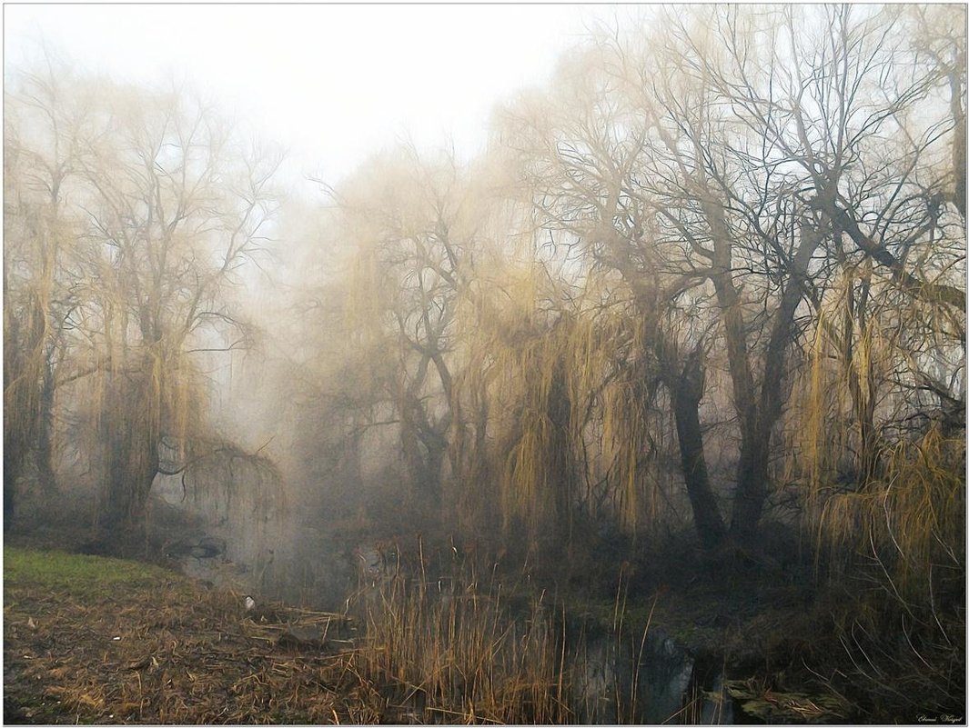 Утренний туман - Евгений Кочуров