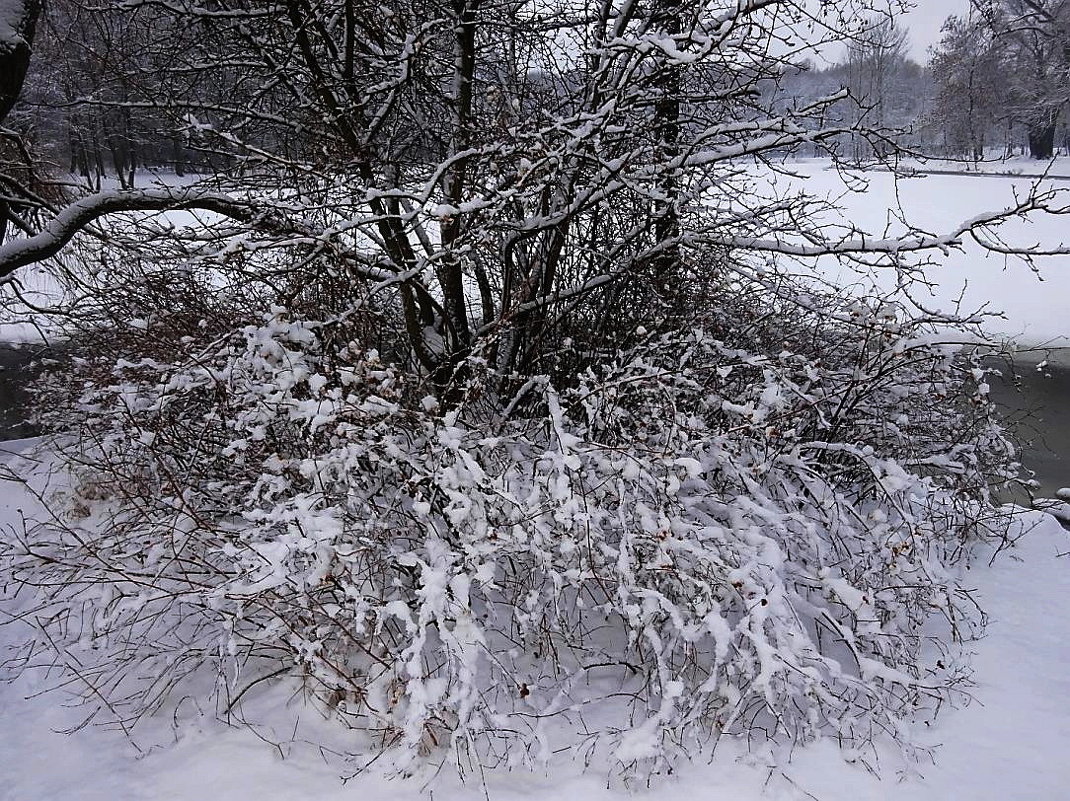 Январские зарисовки - Маргарита Батырева