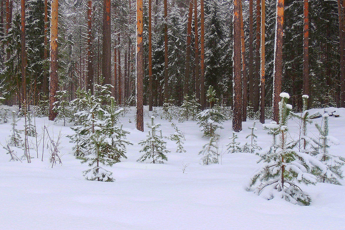 В зимнем лесу - Павлова Татьяна Павлова