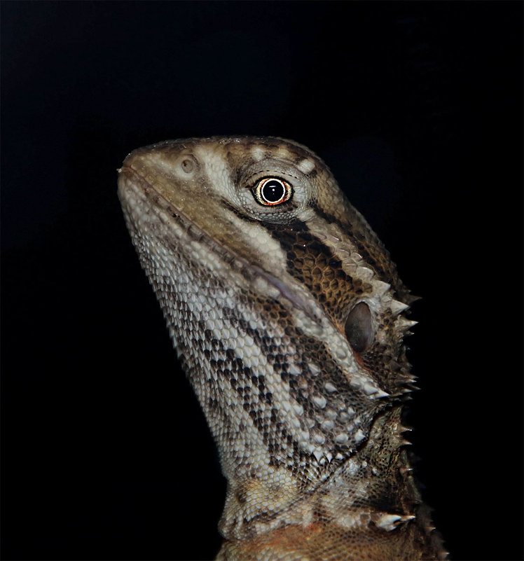 Pogona henrylawsoni. - Alexander Andronik