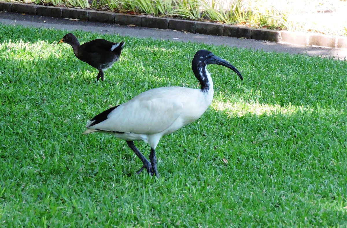 Black-headed Ibis - чудинова ольга 